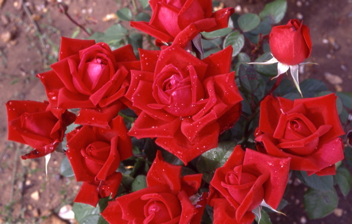 Loving Memory (Rose)
