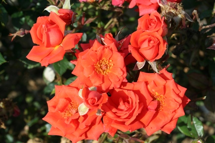Loving Wishes (Rose)