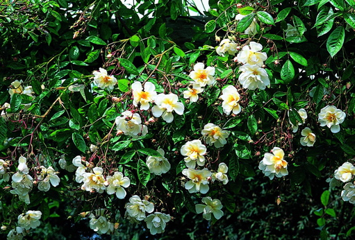 Lykkefund (Rose)