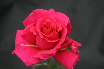 Macon Rouge (Rose)
