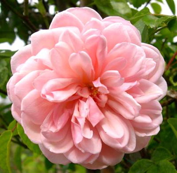 Mme. Alice Garnier (Rose)