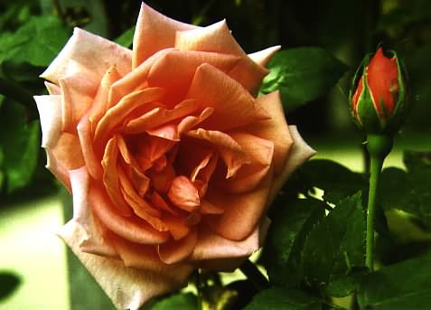 Mme Edouard Herriot (Rose)
