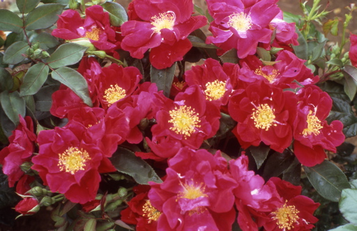 Magenta Floorshow (Rose)