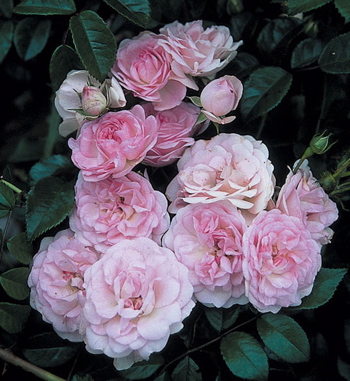Maid Of Kent (Rose)