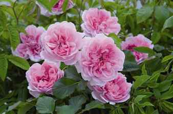 Maid Marion (Rose)