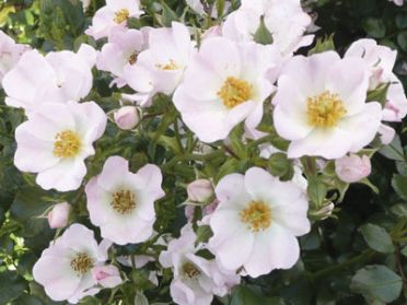 Maid Of Honour (Rose)