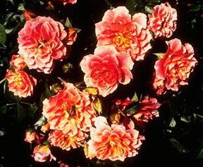 Make A Wish (Rose)