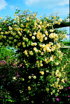 Malvern Hills (Rose)