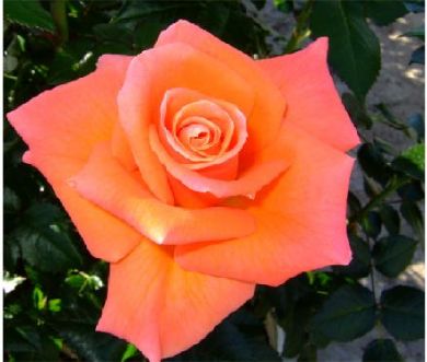 Mamma Mia (Rose)