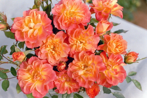 Mandarin (Rose)