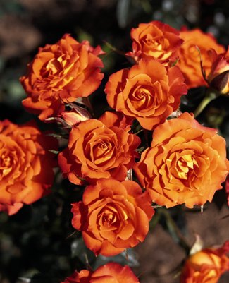 Mandarin Symphonie (Rose)