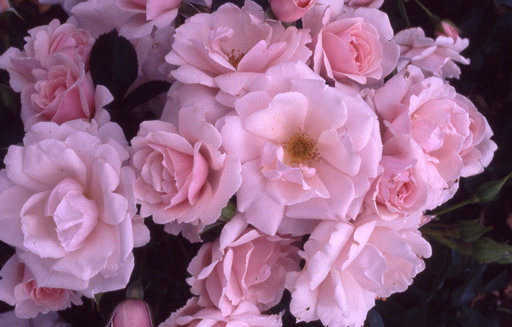 Many Happy Returns (Rose)