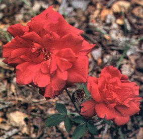 Marcia Gandy (Rose)