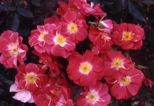 Margaret Chessum (Rose)