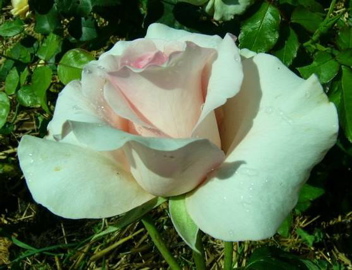 Margaret Thatcher (Rose)