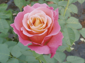 Maria Mcgredy (Rose)