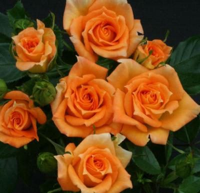 Marigold Sweet Dream� (Rose)