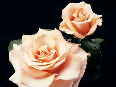 Marilyn Monroe (Rose)