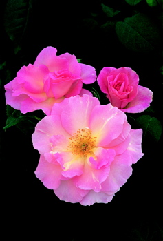 Marinette (Rose)