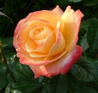 The Marquess Of Bristol (Rose)