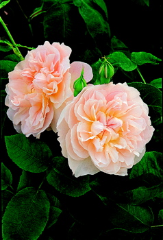 Mary Magdalene (Rose)