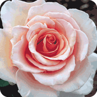Mary–jean (Rose)