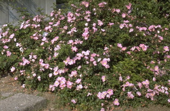 Max Graf (Rose)