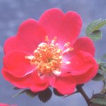Meg Merrilies (Rose)