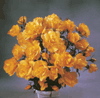 Mellow Yellow (Rose)
