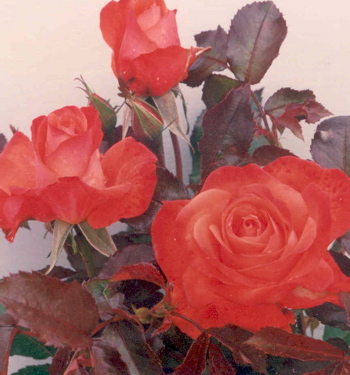Melody Maker (Rose)