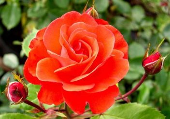 Memento (Rose)