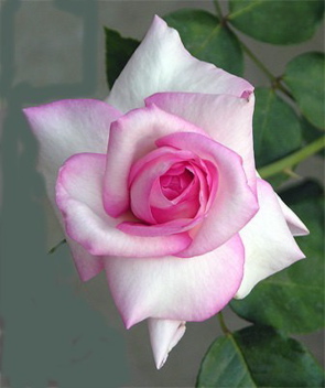 Memoriam (Rose)
