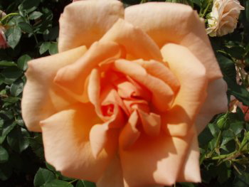 Memory Lane (Rose)