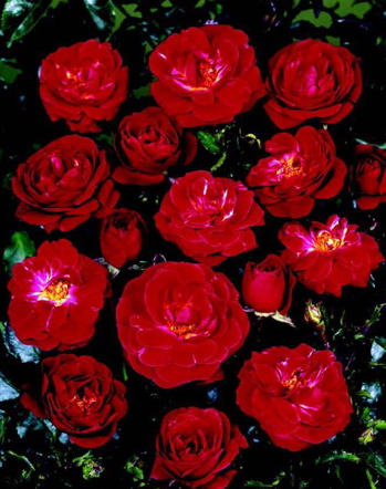 Merengue (Rose)