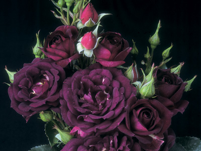 Midnight Blue (Rose)