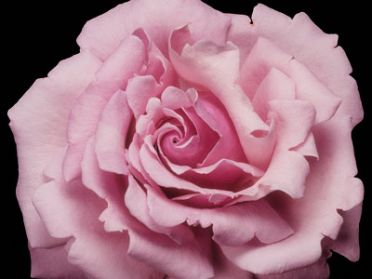 Millie Rose (Rose)