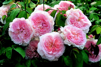 Miss Alice (Rose)