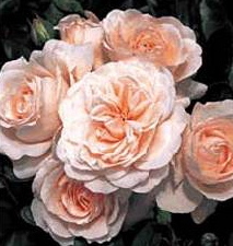 Miss Dior (Rose)