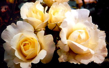 Missing You (Rose)