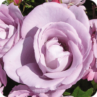 Misty Blue (Rose)