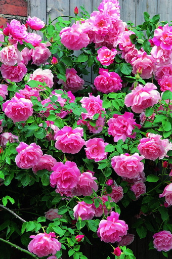 Madame Gregoire Staechelin (Rose)
