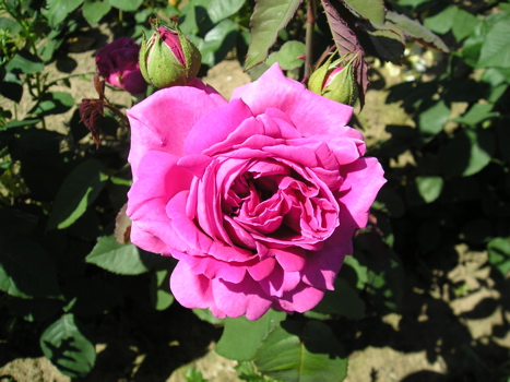 Mme. Isaac Pereire (Rose)