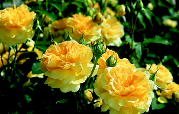 Molineux (Rose)