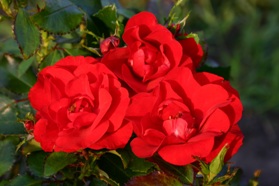 Moment In Time (Rose)