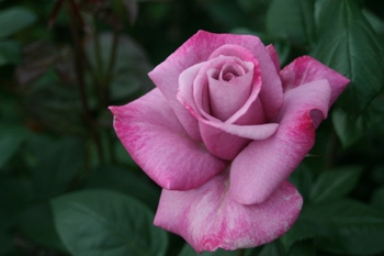 Moody Blue (Rose)
