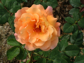 Moriah (Rose)