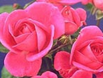 Morning Jewel (Rose)
