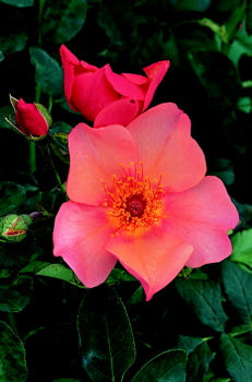 Morning Mist (Rose)