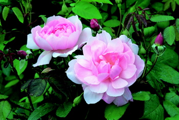 Mortimer Sackler (Rose)