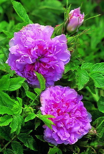 Mrs Doreen Pike (Rose)